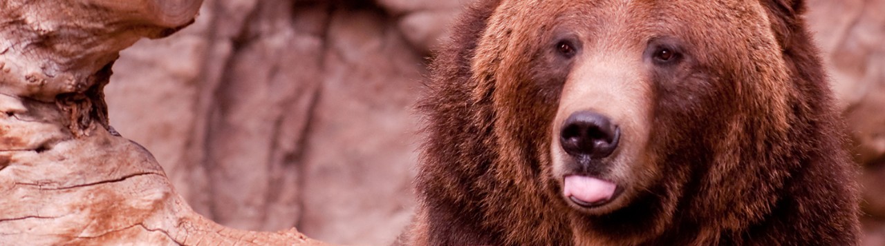 Things to Do in Denver for a Dreamy Family Vacation